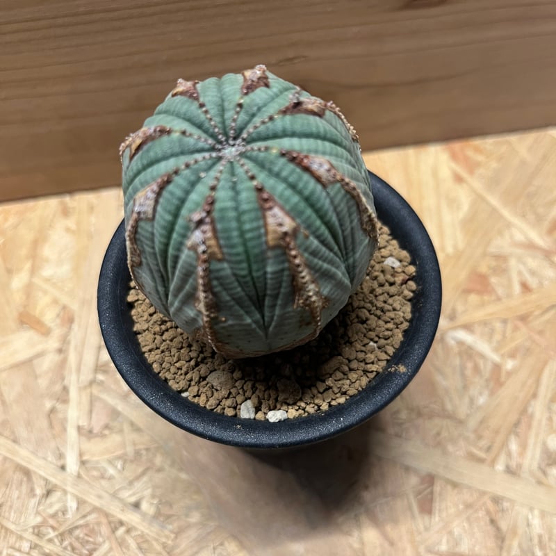 ユーフォルビア オールド オベサ | GREEN LUCK