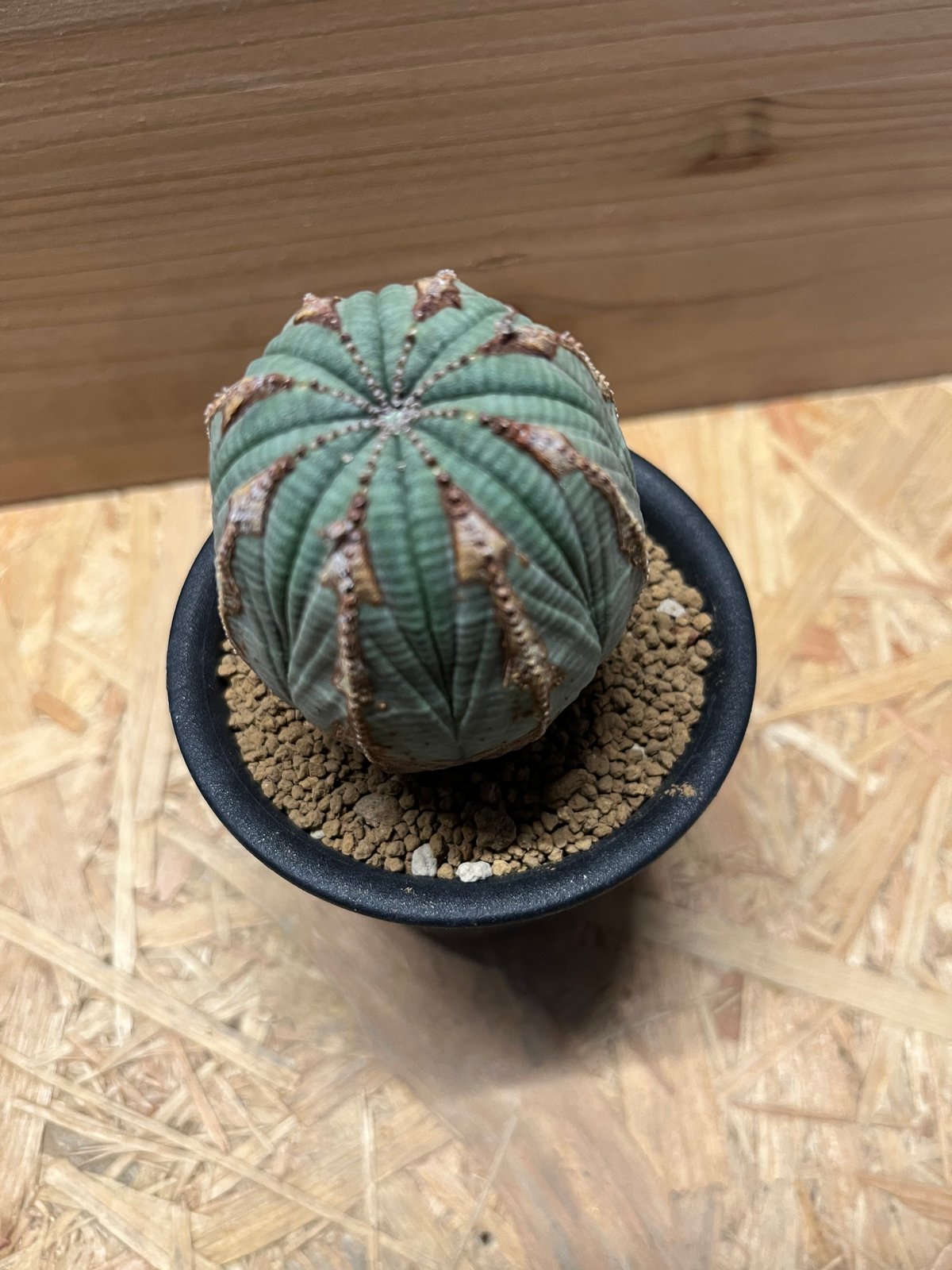 ユーフォルビア オールド オベサ | GREEN LUCK