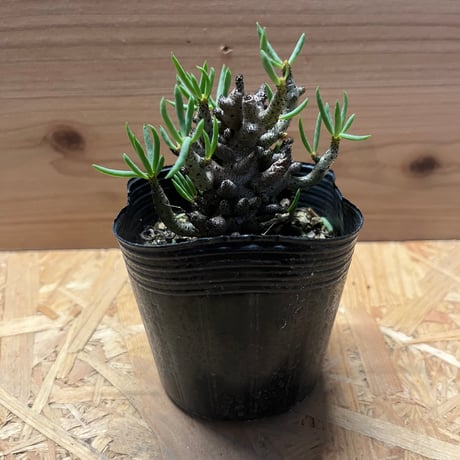 チレコドン　ブッコルジアヌス T) チレコドン ブッコルジアヌス | RuPo 多肉植物専門店