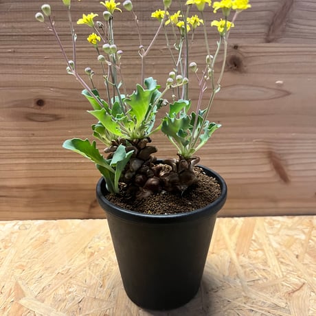 大株 特選 現地株 オトンナ ヘレー 大株 特選 現地株 オトンナ ヘレー 大株 特選 現地株 オトンナ ヘレー