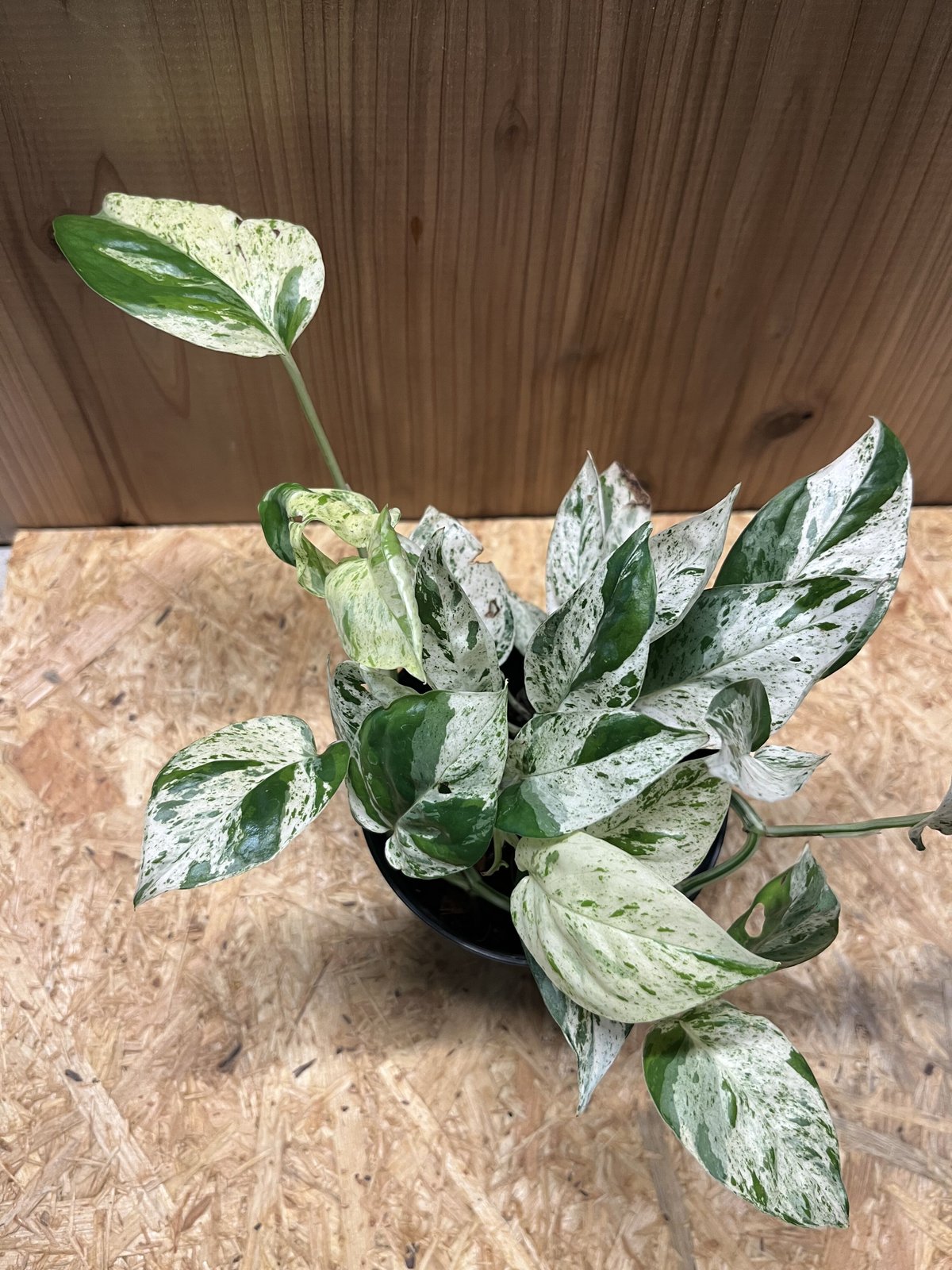 エピプレムヌムデビルモンスター(epipremnumdevil) エピプレムヌム