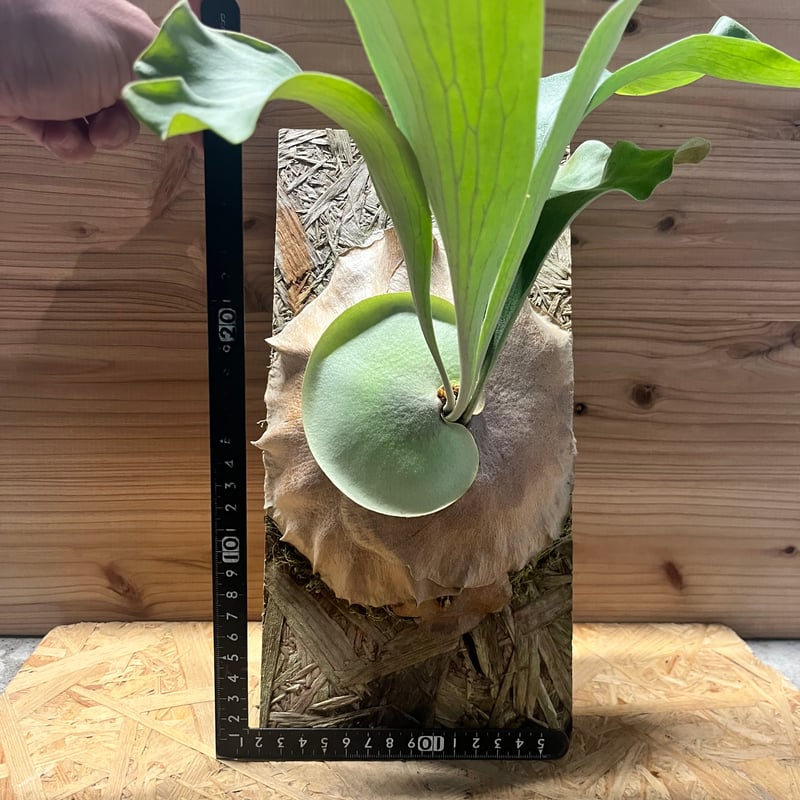 ビカクシダ yot's spore #17 | GREEN LUCK ビカクシダ yot's spore #17 | GREEN LUCK