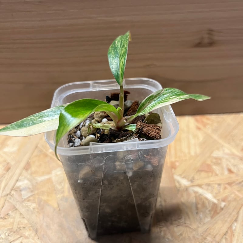 フィロデンドロン キャラメルマーブル | GREEN LUCK