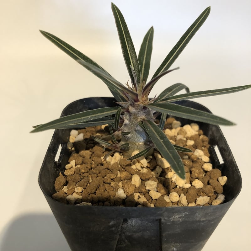 パキポディウム　カクチペス　赤肌 パキポディウム カクチペス | mana's farm:塊根植物・アガベ