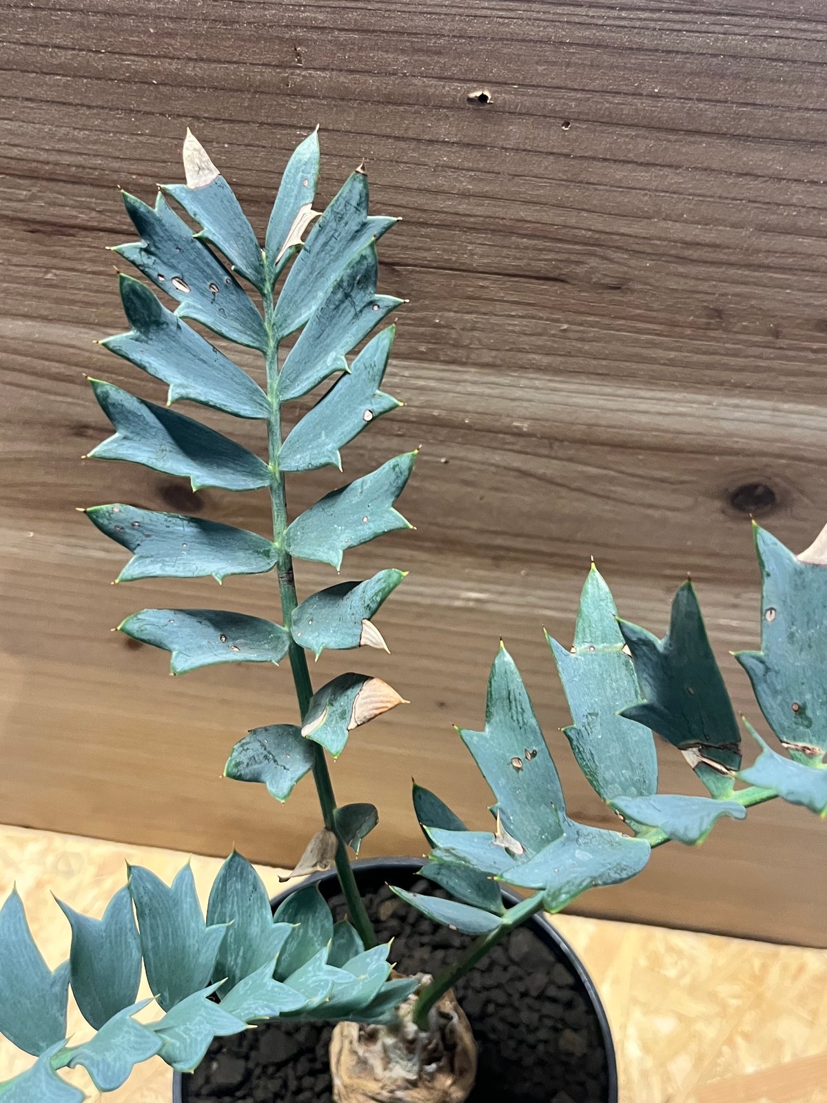 エンセファラルトス ホリダス スーパーブルー エンセファラルトス ホリダス | GREEN LUCK