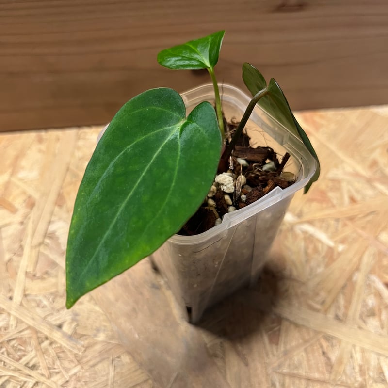 アンスリウム Midnight Velvet×Crystallinum【Red】×Carlab