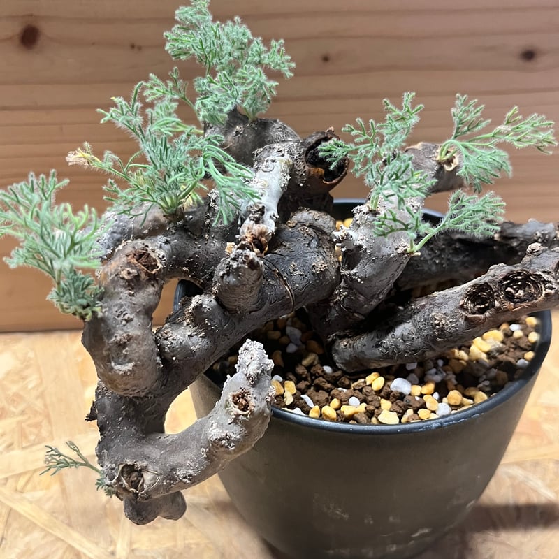 モンソニア ムルチフィダ （サルコカウロン） | GREEN LUCK