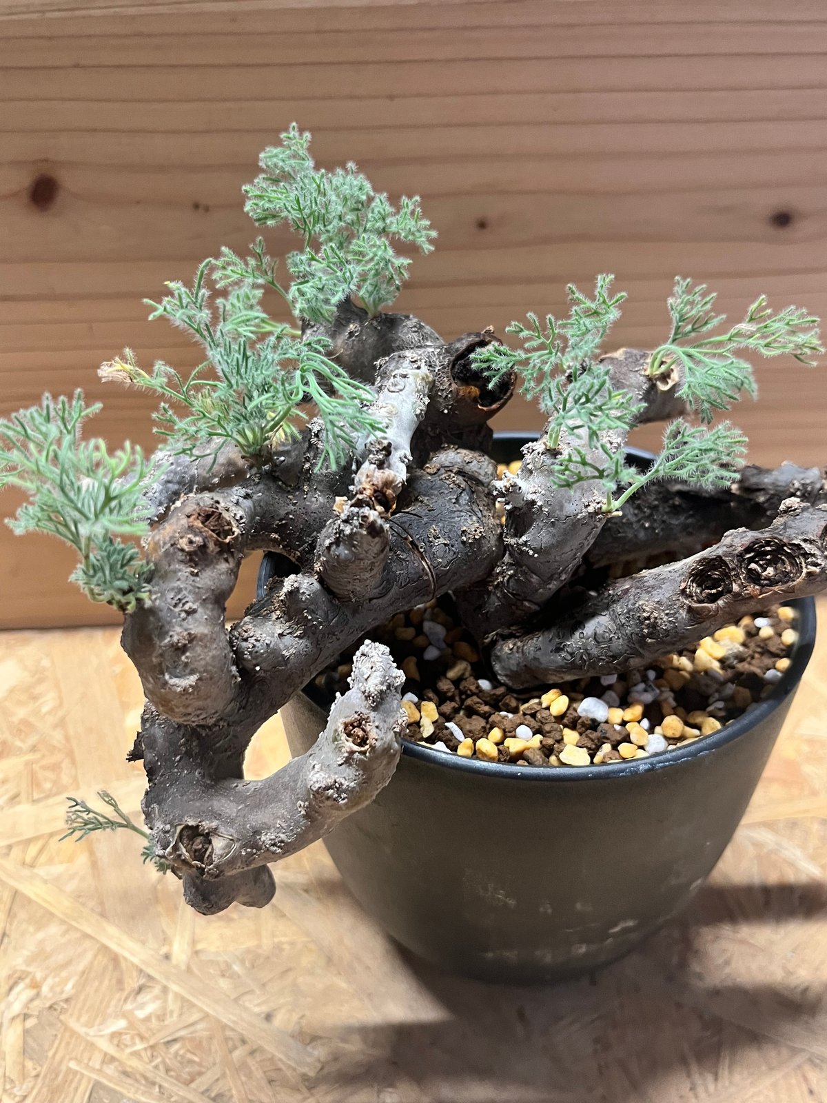 モンソニア ムルチフィダ （サルコカウロン） | GREEN LUCK