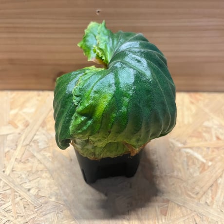 マダガスカリエンセ | STORES