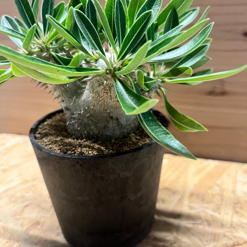 大株　パキポディウム 恵比寿大黒 パキポディウム 恵比寿大黒 | GREEN LUCK