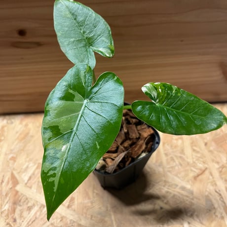 斑入り クワズイモ 2苗セット 値段交渉受付中 斑入り クワズイモ 2苗セット 値段交渉受付中 斑入り クワズイモ 2苗