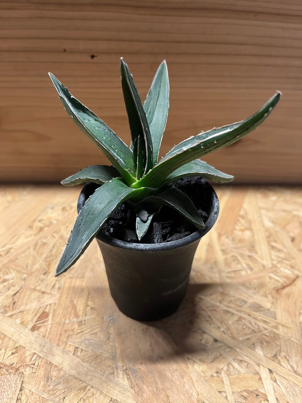 アガベ ピンティラ | GREEN LUCK