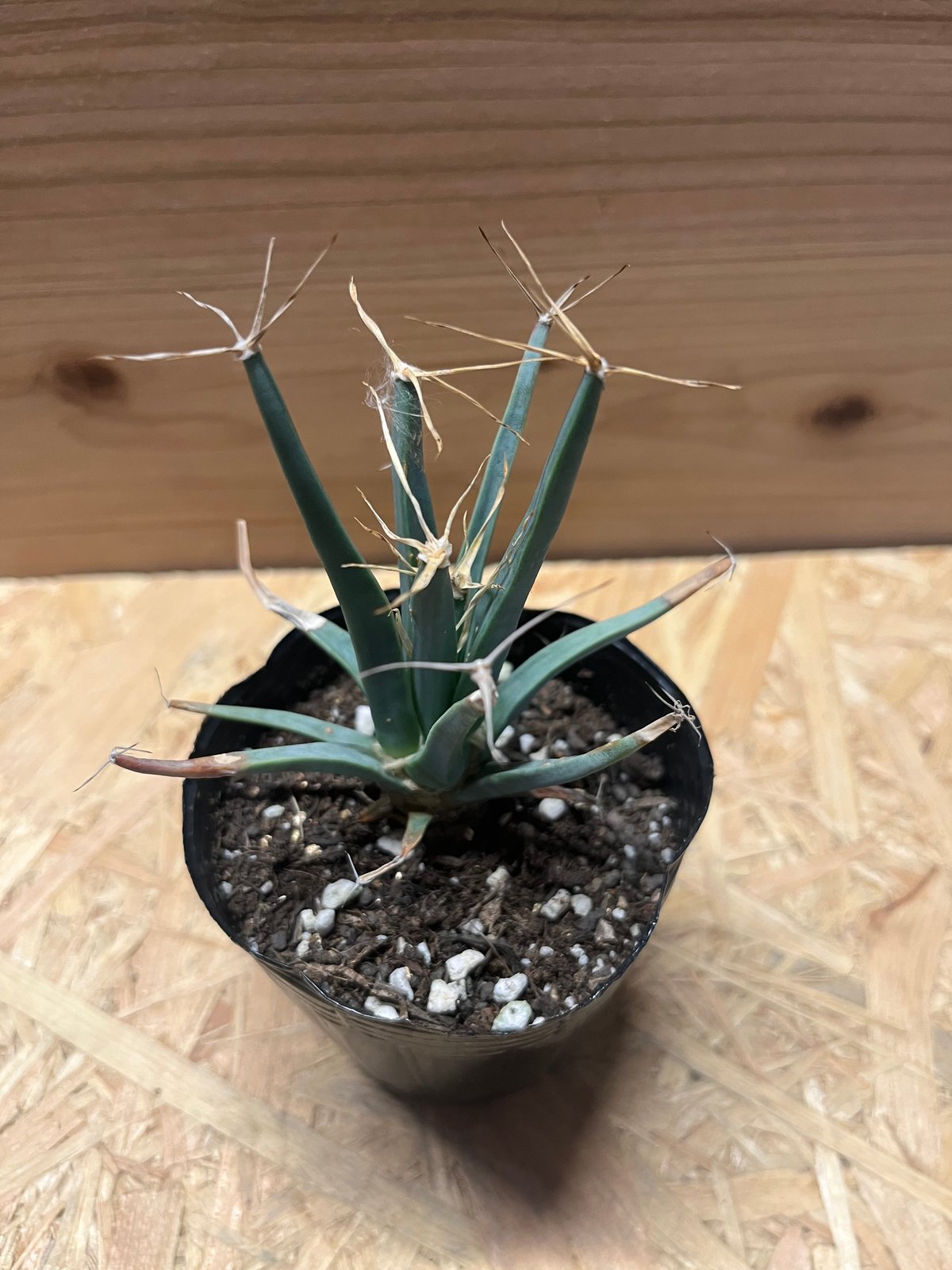 レウクテンベルギア プリンキプス　晃山　goujin pot植え付け レウクテンベルギア 晃山の育て方