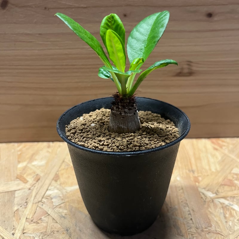 【希少】ユーフォルビア　ラメナ ユーフォルビア ラメナ | GREEN LUCK