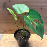 モンステラ　デリシオーサ　実生変異