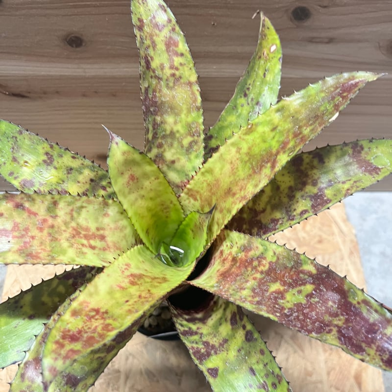 エクメア オーランディアナ 'レインボー' | GREEN LUCK