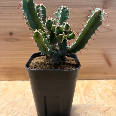 ムランジーナ | STORES