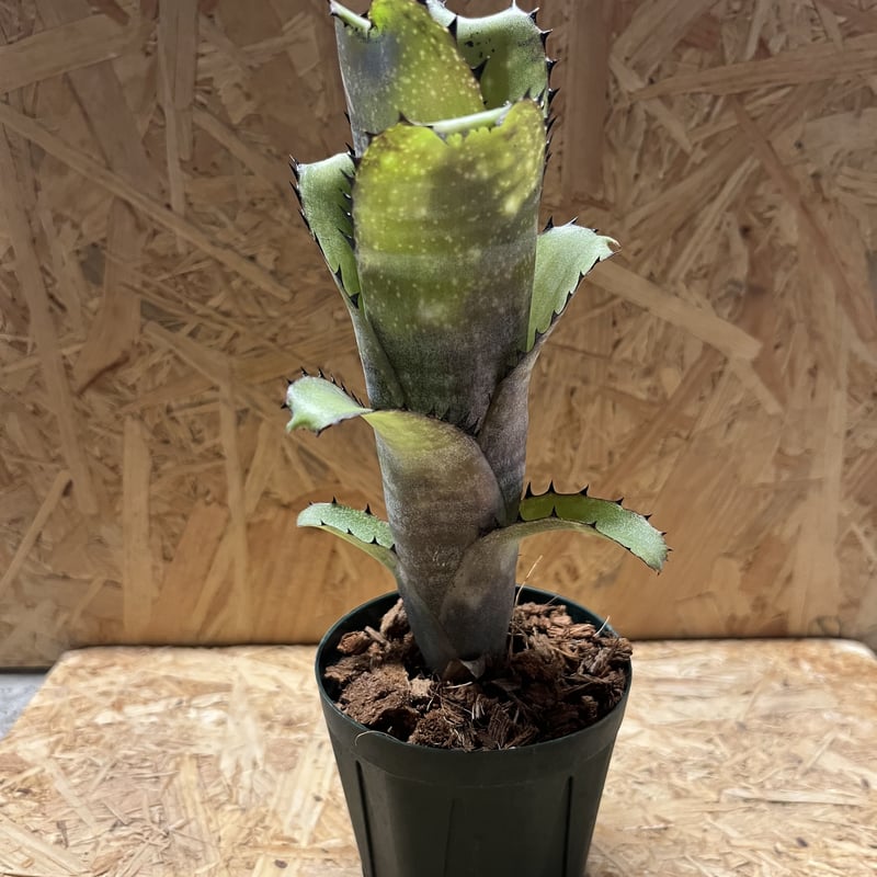 ビルベルギア カハカイ | GREEN LUCK