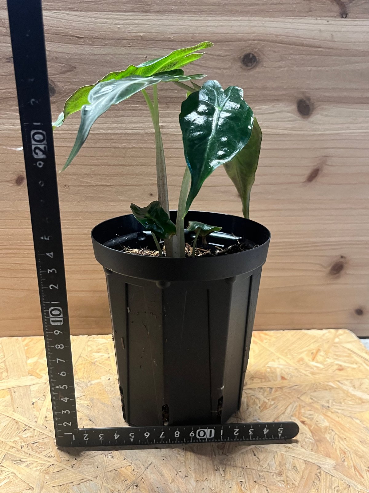 アロカシア ベノム | GREEN LUCK