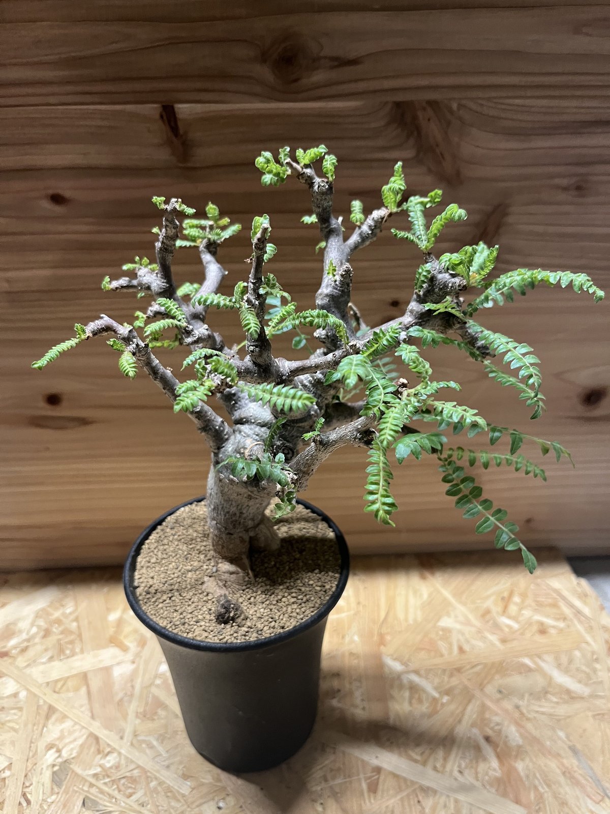 ボスウェリア ネグレクタ | GREEN LUCK