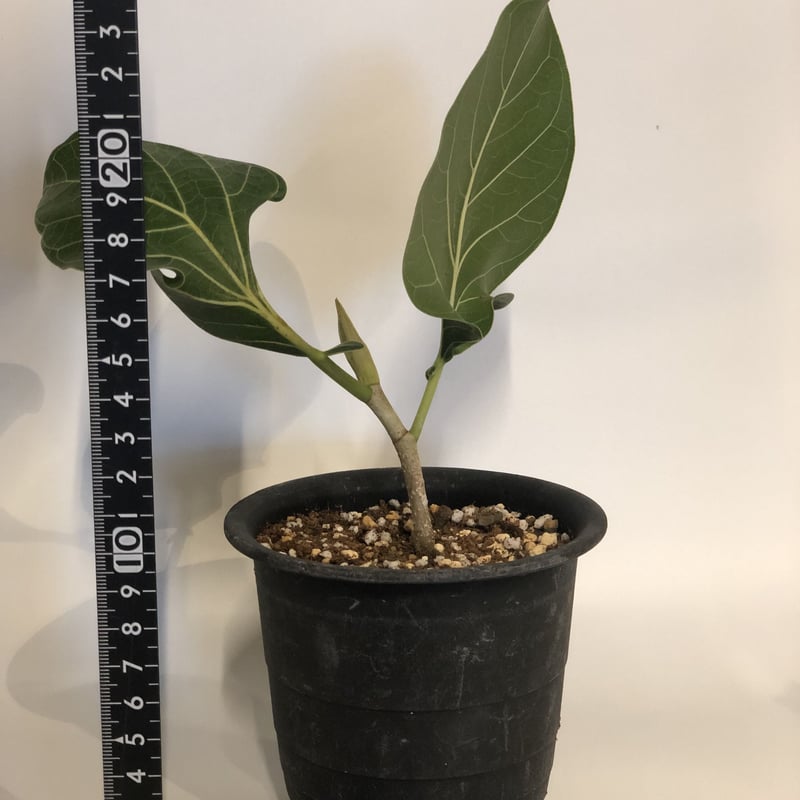 フィカス クリシュナボダイジュ | GREEN LUCK