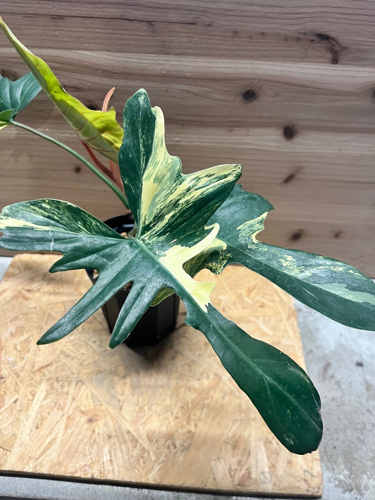 1 フィロデンドロン　キティナ　(フロリダビューティー　x マヨイ) 希少/コレクション】新種 フィロデンドロン 'キティナ