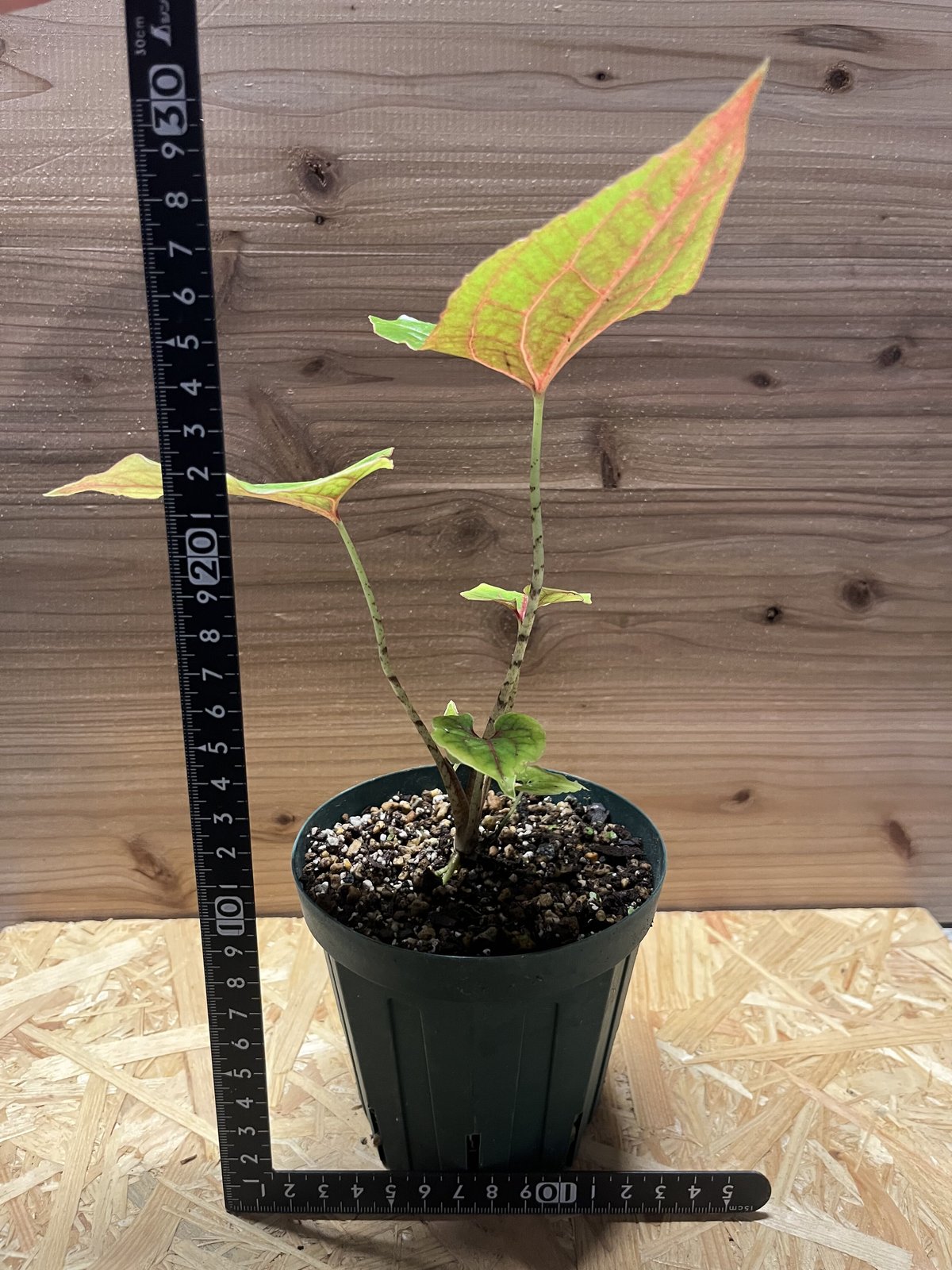 キルトスペルマ ジョンストニー | GREEN LUCK