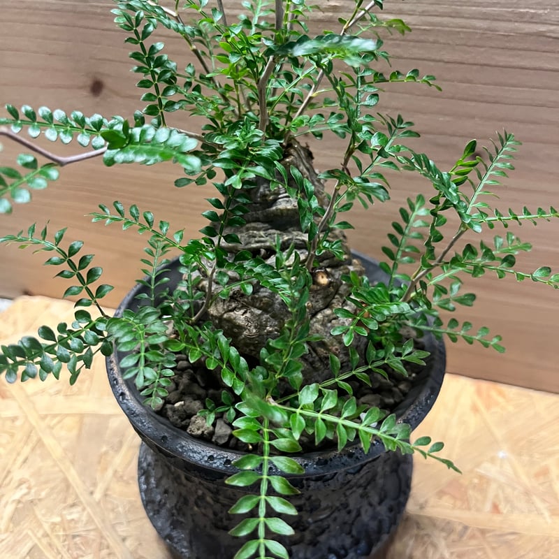 オペルクリカリア パキプス | GREEN LUCK