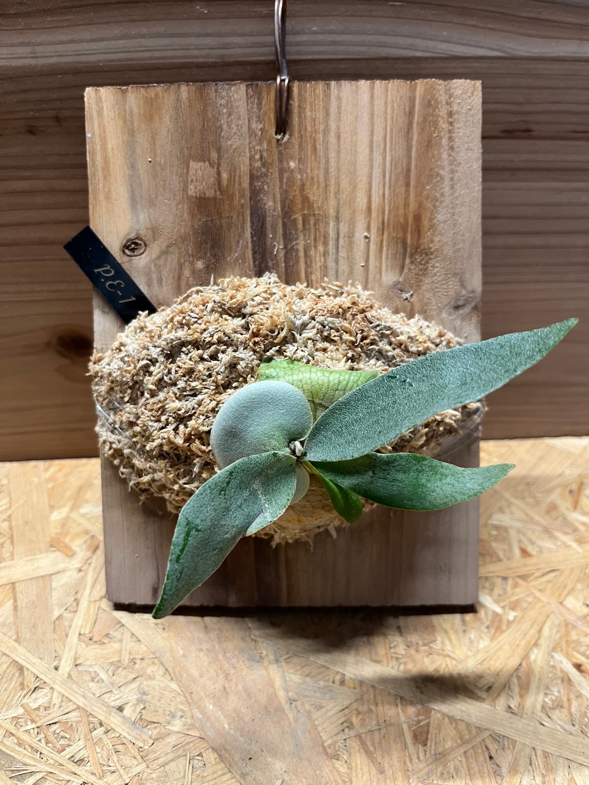 ビカクシダ E-1 | GREEN LUCK