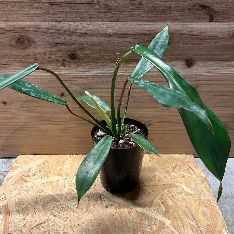 フィロデンドロン ジョーピー | GREEN LUCK