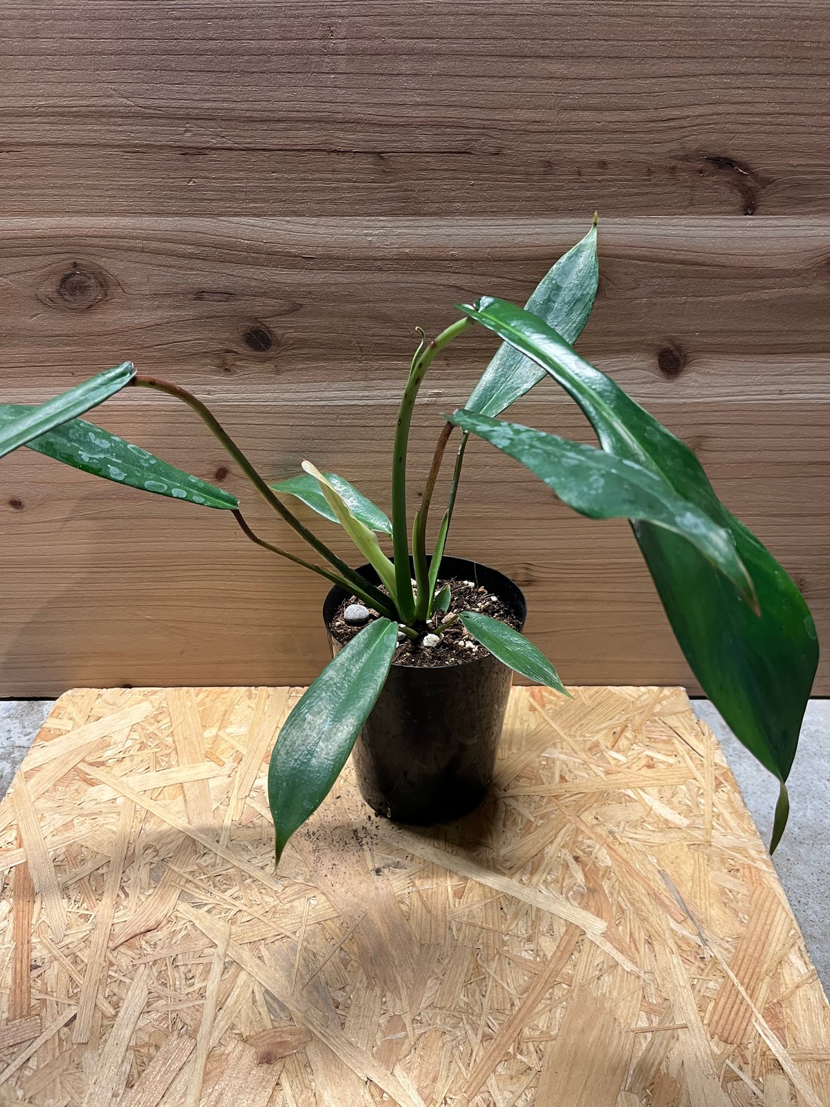 フィロデンドロン・ジョーピー斑入り Philodendron Joepii v. 【公式通販】