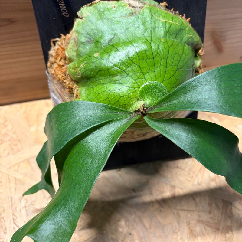 ビカクシダ 'フラメンコ' | GREEN LUCK