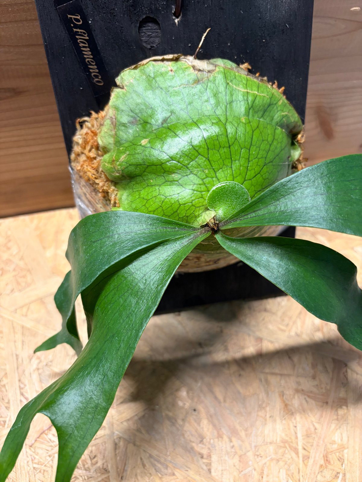 ビカクシダ 'フラメンコ' | GREEN LUCK