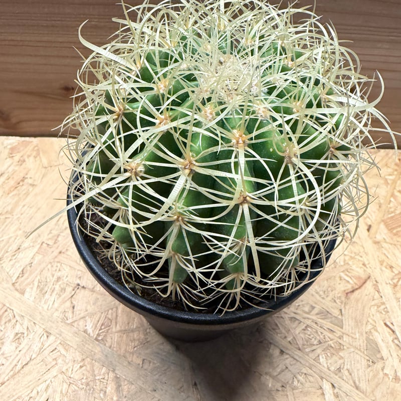 短棘金鯱　大株 金鯱各サイズ入ってます🌵 2026.4.10 #金鯱#たかしまえん