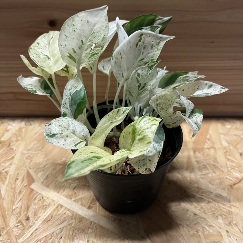 エピプレムナム ピナツム 'マーブル' | GREEN LUCK