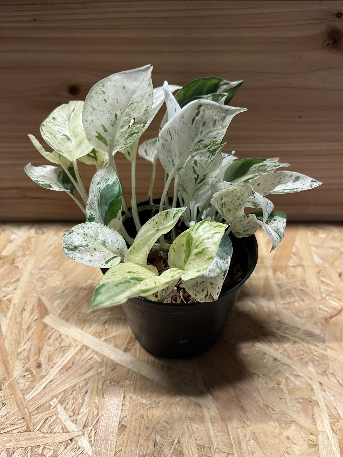 エピプレムナム ピナツム 'マーブル' | GREEN LUCK