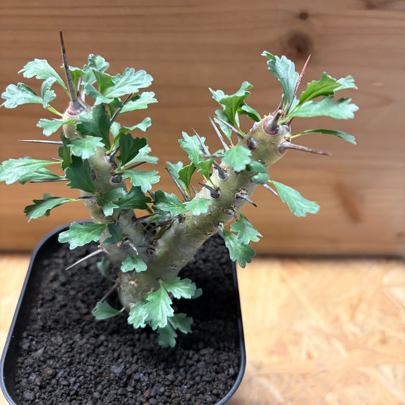 モンソニア クラシカウリス | GREEN LUCK