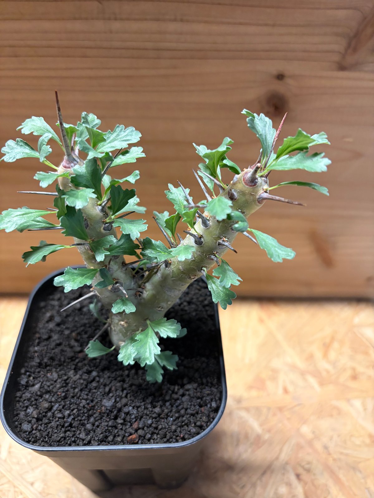 モンソニア クラシカウリス | GREEN LUCK