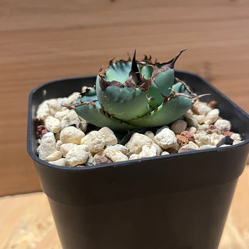 アガベ チタノタ 黒盾 | GREEN LUCK