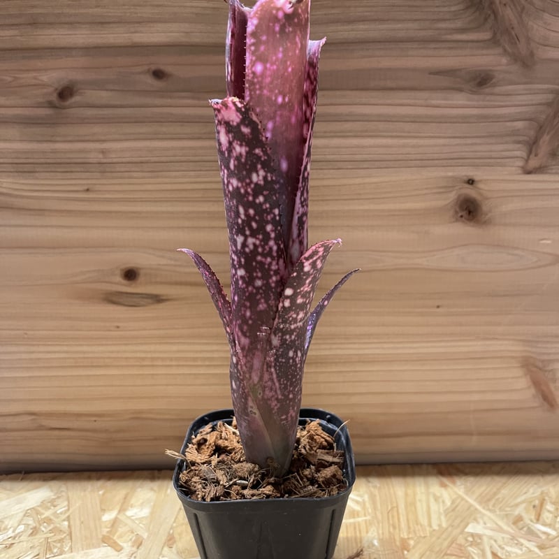 ビルベルギア ムーランルージュ | GREEN LUCK