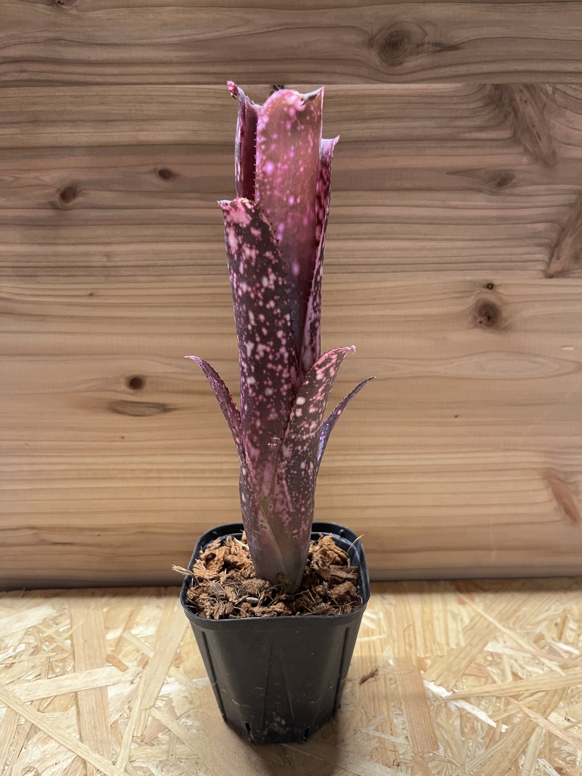 あ*あ様 ビルベルギア ムーランルージュ Billbergia Moulin R f348168d888c751ae6bc65de2cd8d3