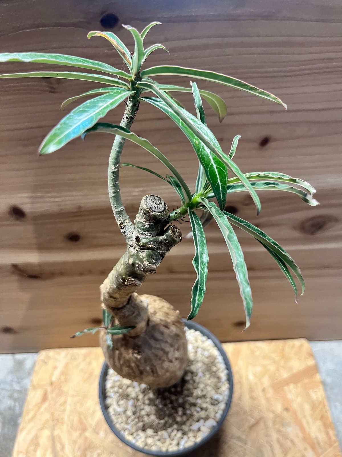 アデニウム ソマレンセ | GREEN LUCK