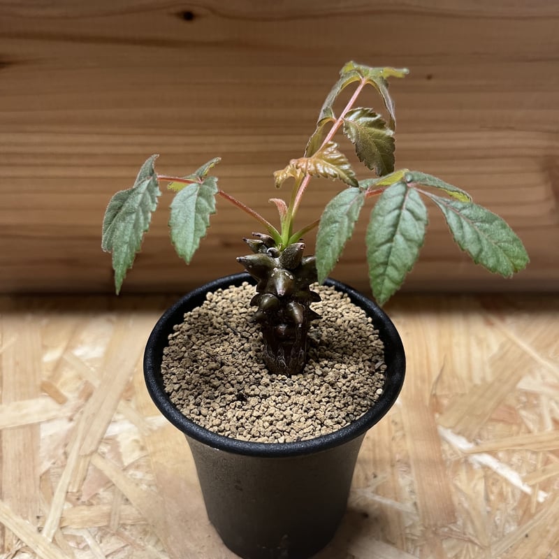 ベイセリア メキシカーナ | GREEN LUCK