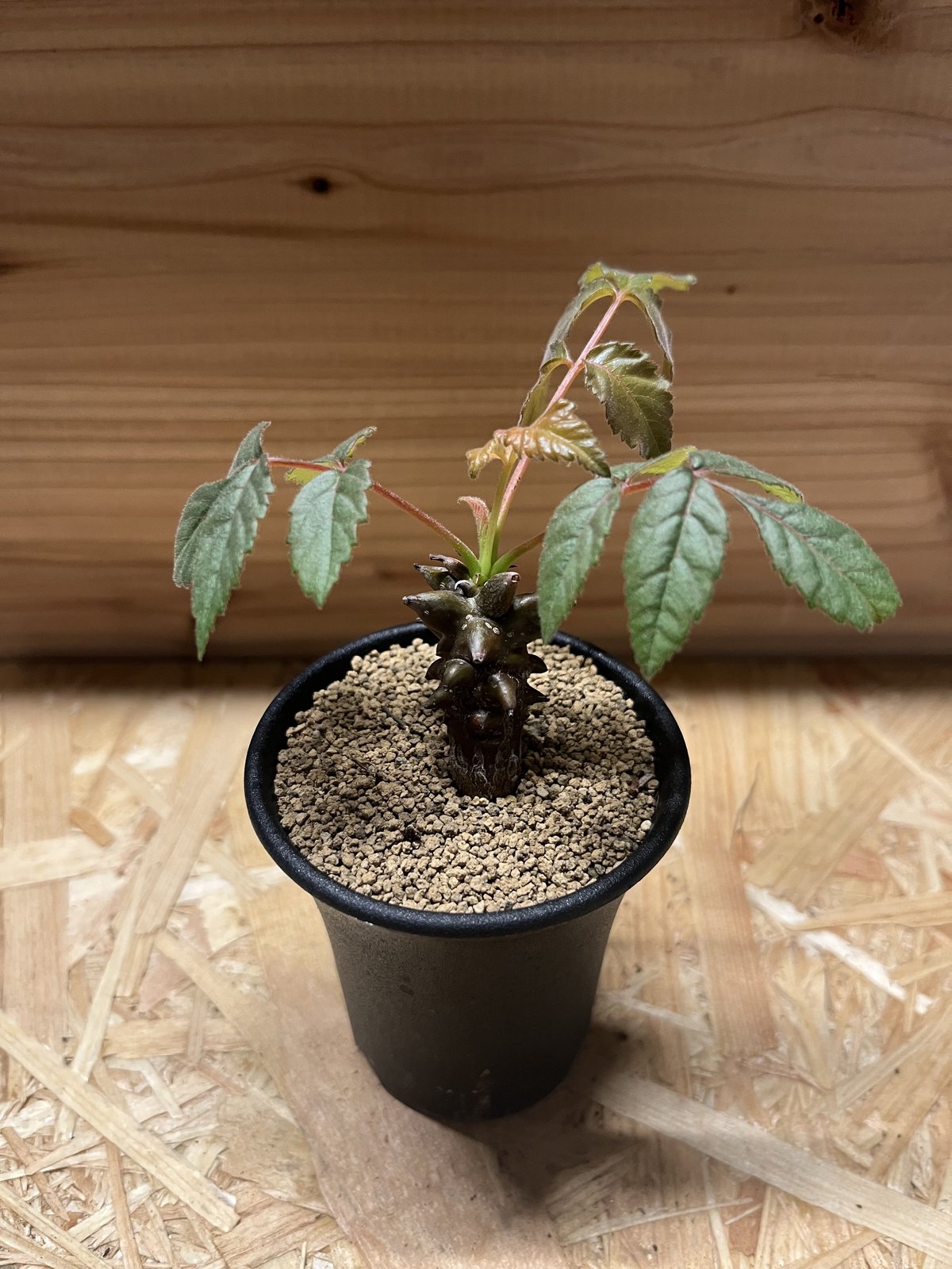 ベイセリア メキシカーナ | GREEN LUCK