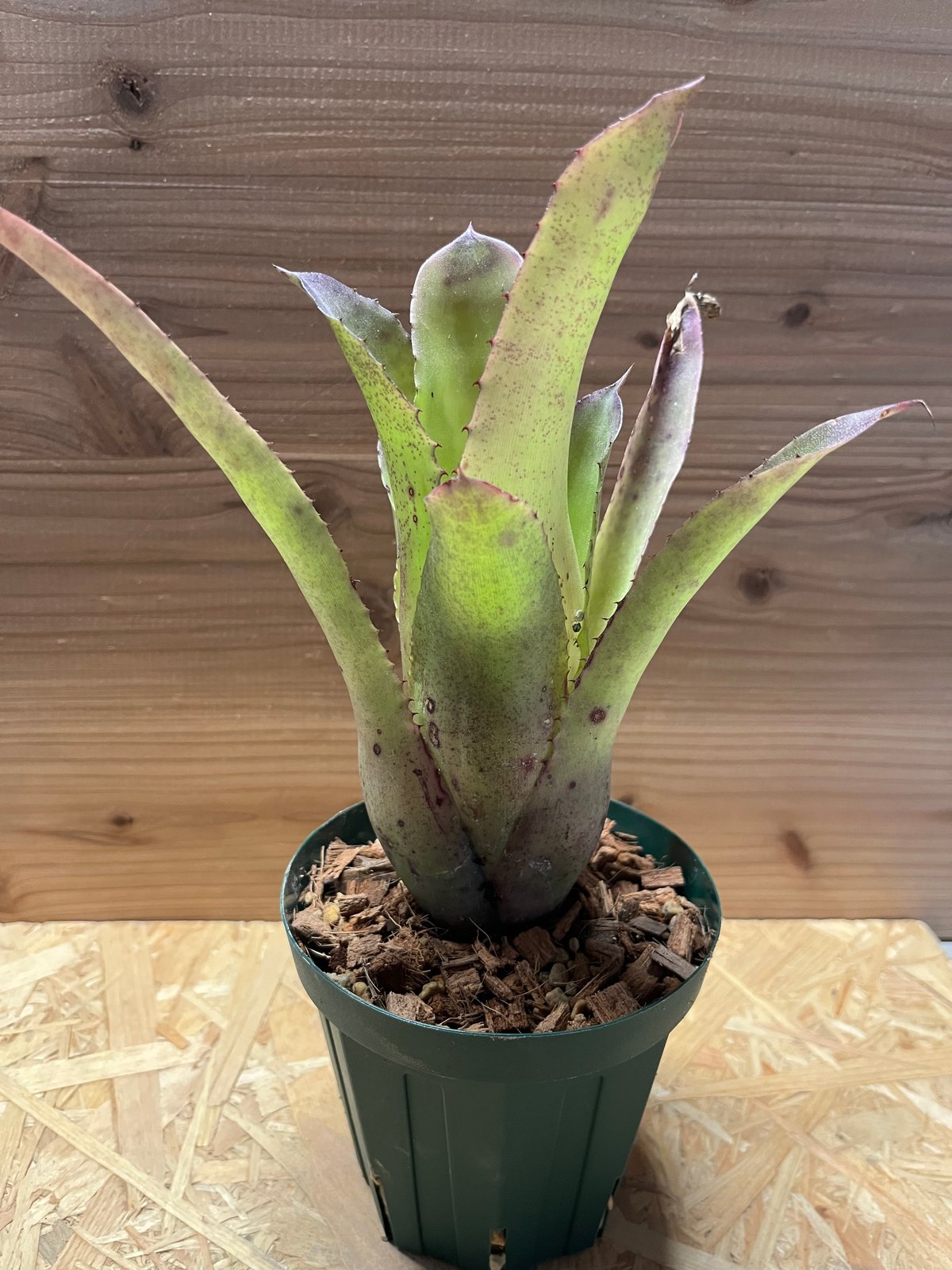 ブロメリア・エアープランツ Hohenbergia 'Purple Majesty' H0156 ホヘンベルギア・パープルマジェスティー Hohenbergia 'Purple