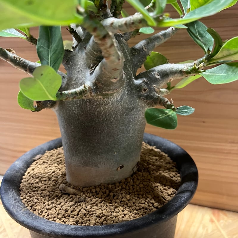 アデニウム アラビカム | GREEN LUCK