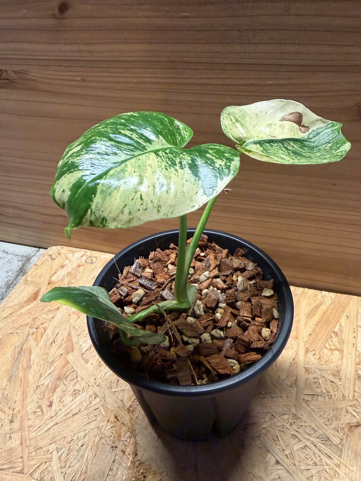 超希少なモンステラ デリシオーサ　サイアム　ミント モンステラ デリシオーサ 'サイアムミント' | GREEN LUCK