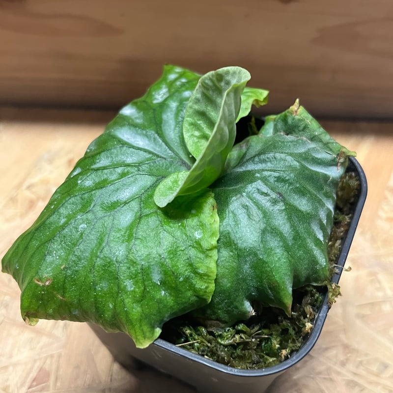 ビカクシダ マダガスカリエンセ | GREEN LUCK