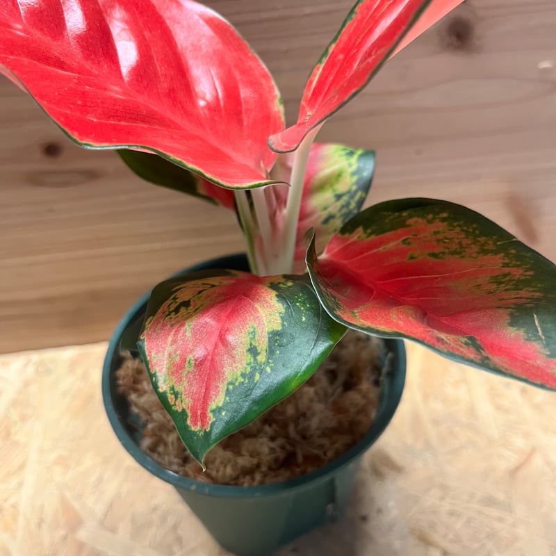 アグラオネマ 'レッドドラゴン' | GREEN LUCK
