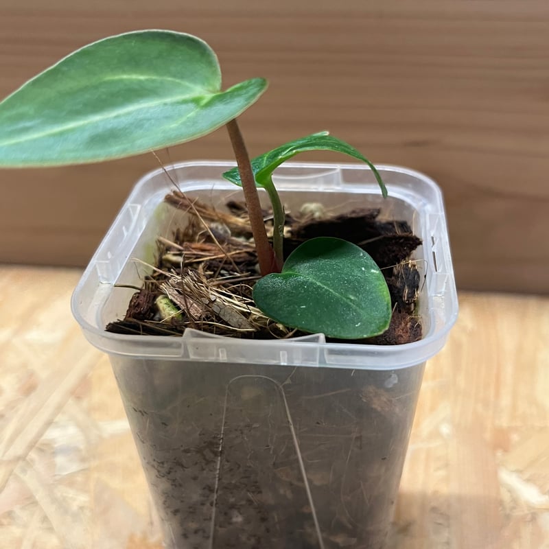 けんレア　特価　アンスリウム　カーラブラッキー　幼苗 けんレア 特価 アンスリウム カーラブラッキー 幼苗